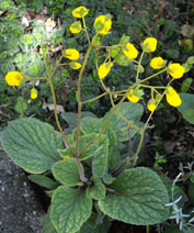 Calceolaria andina